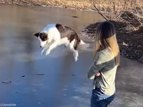 凍った池で垂直跳びをした犬…ツルッとすべる