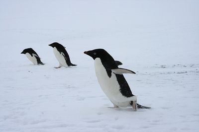 ペンギン17