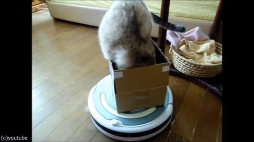 ルンバを乗りこなす猫05
