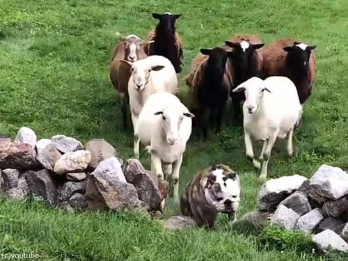 ブルドッグは牧羊犬には向いてないけど…羊たちにモテモテ（動画）