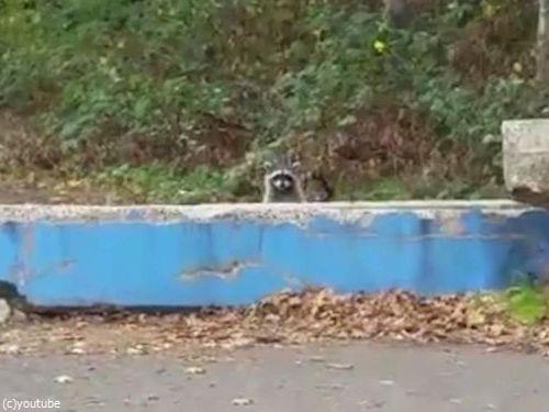 アライグマがモグラたたきみたいなことに01