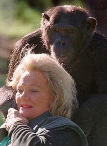 リッチなチンパンジー01