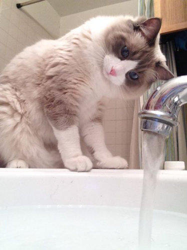 なぜ猫はえらいのか12