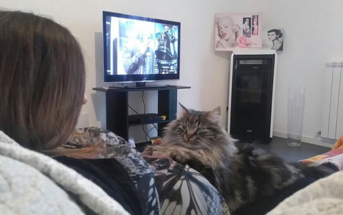 女の子を守る猫01