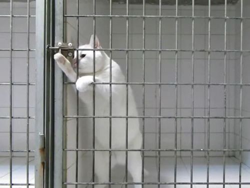 脱獄が得意な猫01