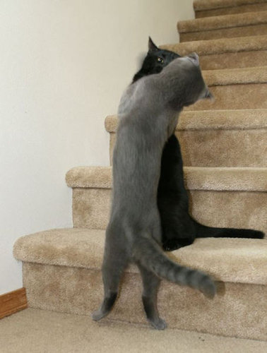 押し倒される猫16