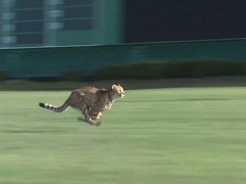 競馬場にチーター07