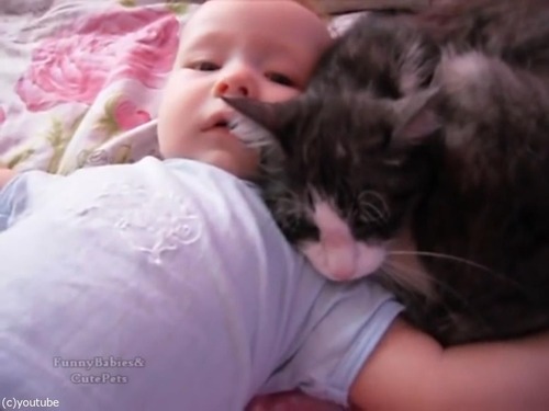 赤ちゃんをあやす猫06