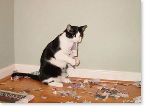 ペットがあなたの留守中にすること13