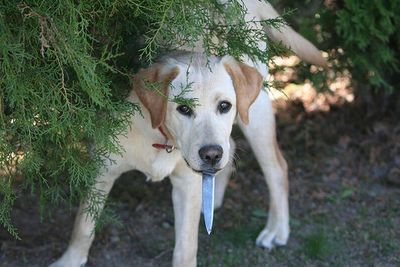 デンジャラス猫&犬17