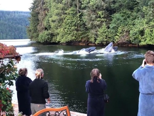 ロッジの前にクジラが姿を現す02