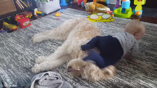 もふもふの犬をベッドにしようとする赤ちゃん05