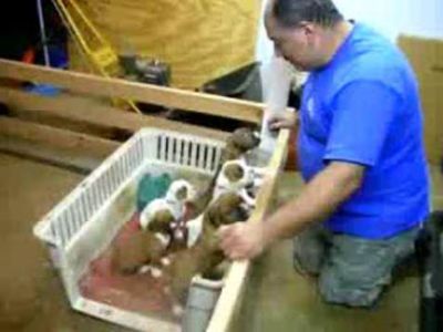 子犬たちが子守唄で魔法のように寝てしまう