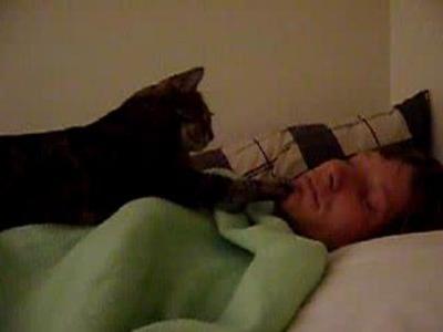 猫目ざまし