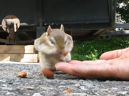 リスとアーモンド14