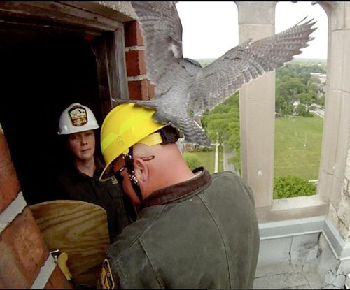 怒る母親のハヤブサ06