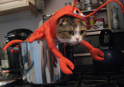 前世は別の動物だったであろう猫13