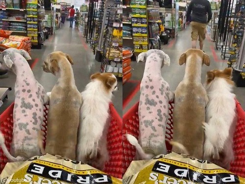 犬3匹並んでショッピングカートに乗る01