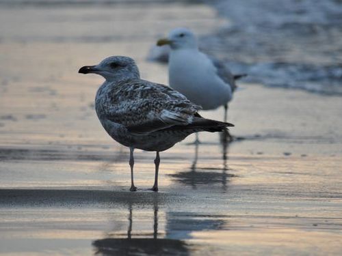 姪がカモメを追いかけた00