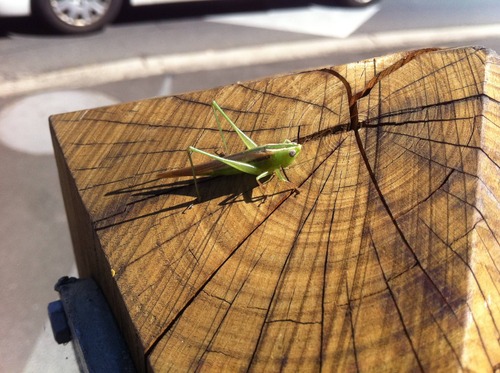 携帯カメラ撮影10