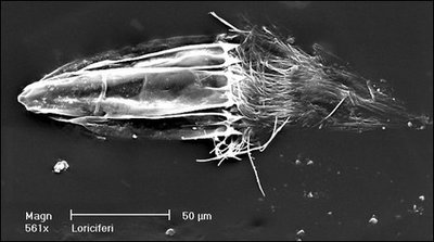 無酸素状態で生きる生物03