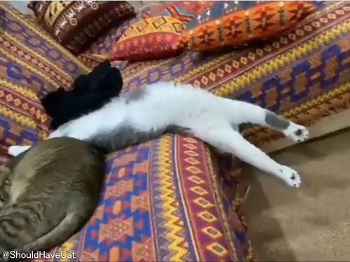 「やっぱり猫は液体!?」ありえない姿勢でソファからずり落ちる