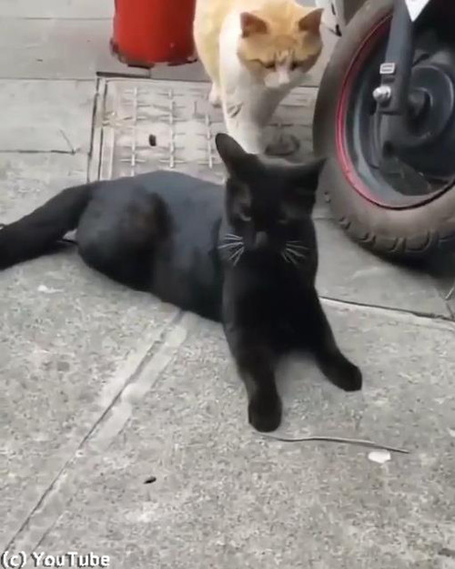 猫の修羅場シーン03