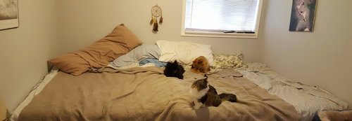 5匹の猫と2匹の犬05