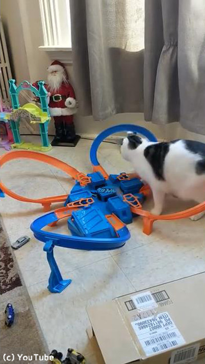 おもちゃに夢中な猫03