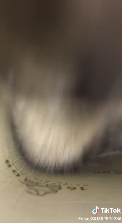 穴の中をのぞき込む猫…ちょっと怖いけどかわいい02