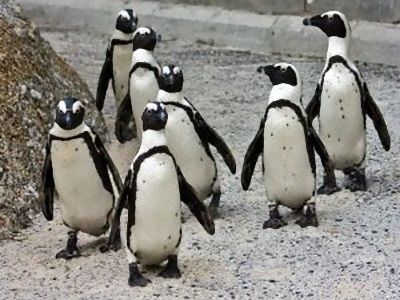 ペンギンのヒザ00