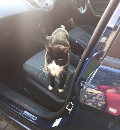 帰宅したら…見知らぬ猫がいる11