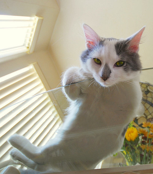 ガラスの上の猫06