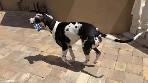 荷物運びを手伝ってくれるグレートデーン04