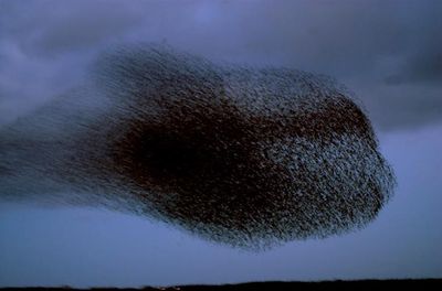 デンマークの空には巨大な「黒い太陽」が昇る09