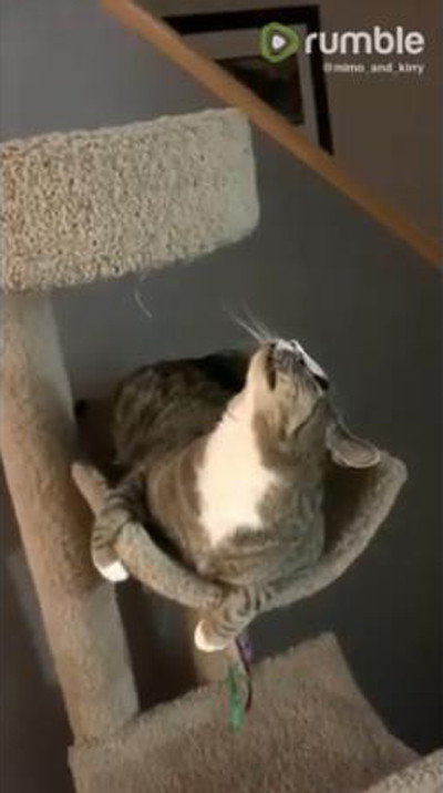 同居猫のジャンプに全力で驚く猫04