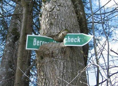 植物の生命力07