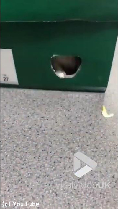 �ϥॹ�����δ�äƤ���ʤˤ��餫�����05