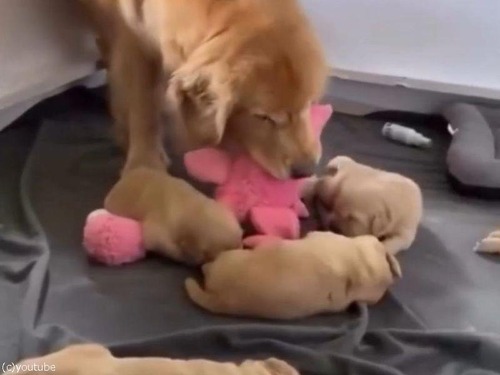 ママ犬「わが子を愛してるけど、それはそれとして譲れないものがあるのよ…」