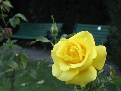 薔薇07