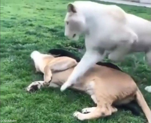 �礭�ʥͥ����Ϥ�ǭ02