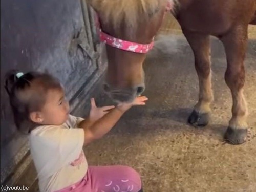 ポニーとイチゴを分け合う2歳の女の子（動画）