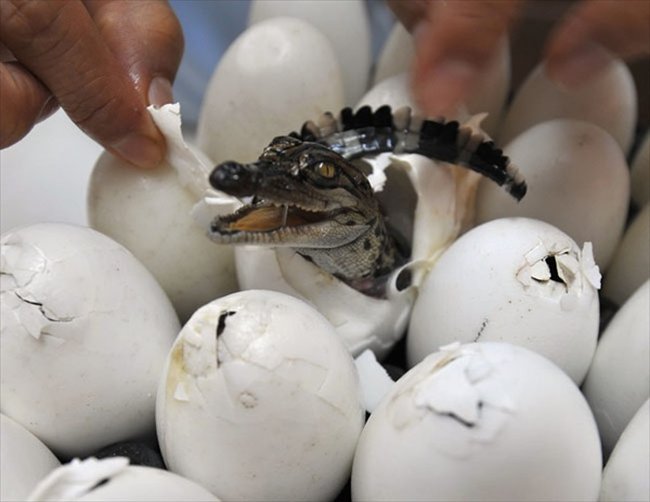 かわいい 卵からひょっこり顔を出すワニと海ガメの赤ちゃん らばq