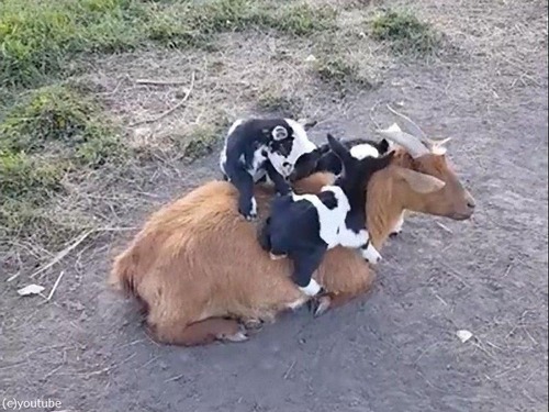 �֤����䥮�������ޥޤ�������Ф����Ȥ���02