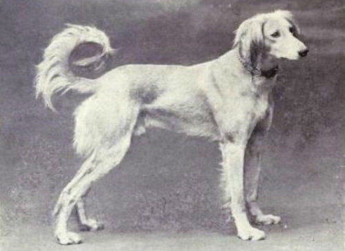 犬種は100年でこう変わった01