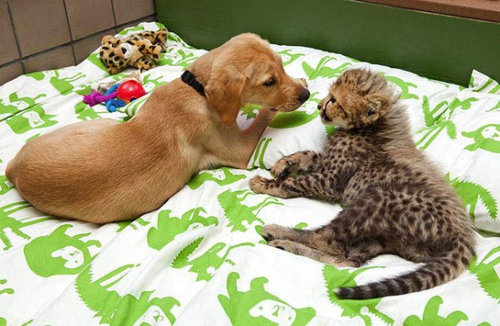 チーターと犬の友情02