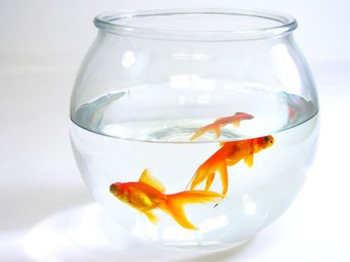 金魚が飼えなくなって人々が湖に放したその結果00