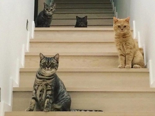 ¾��ǭ�Υ����򿩤٤�ǥ�ǭ�к�01