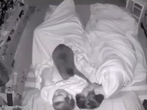 猫が一晩中カップルの安眠を妨害していた