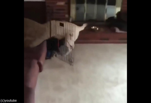 飼い主が出かけるのを嫌がる犬06